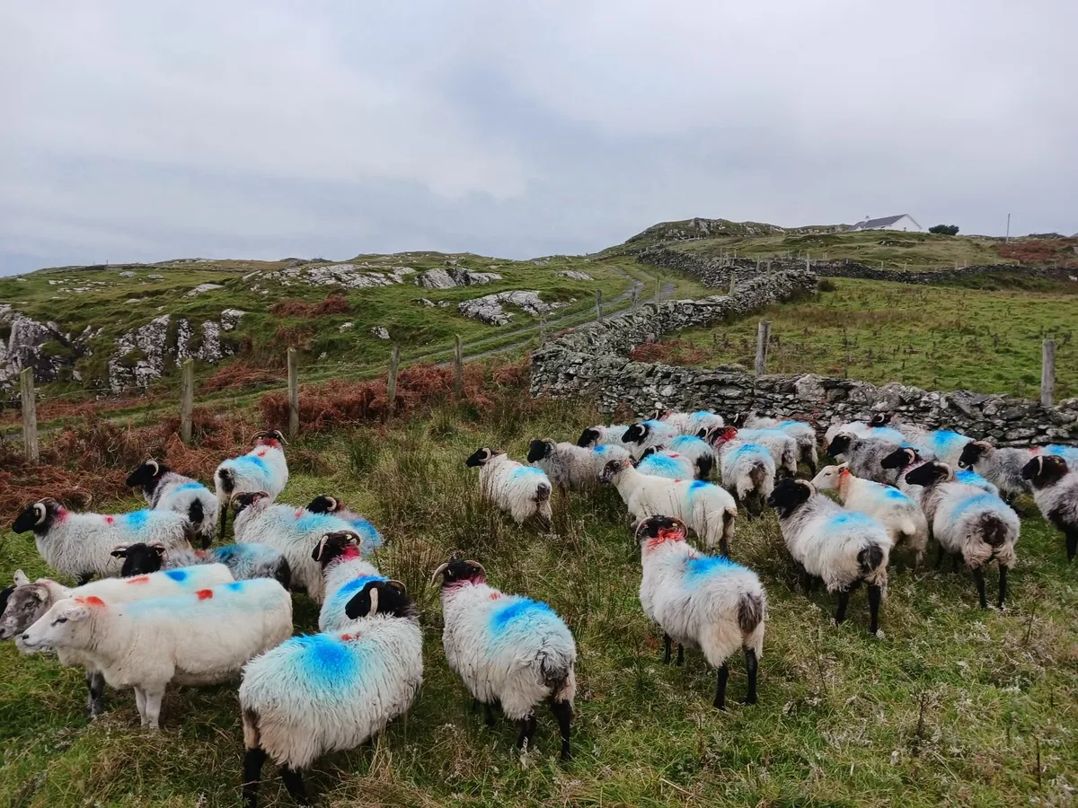 Ewes - Image 4