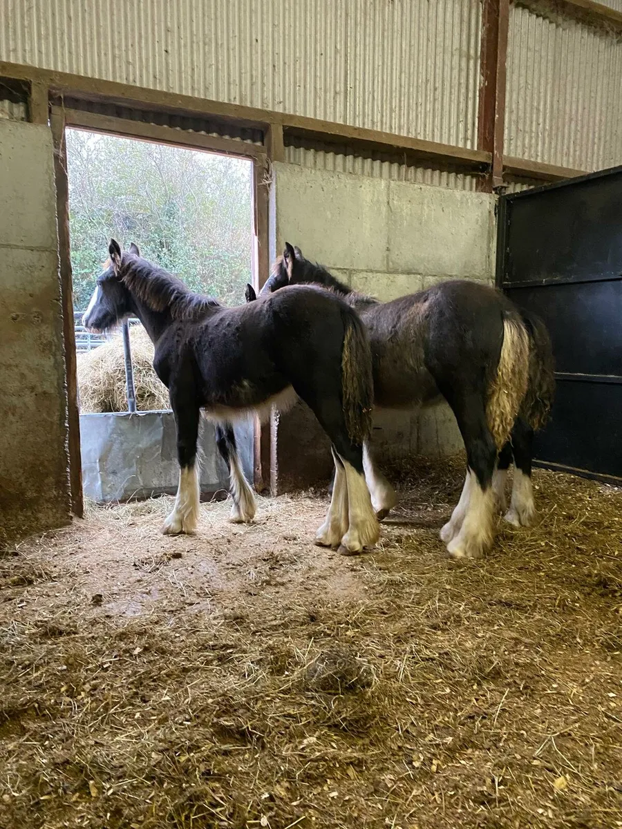 3 filly foals - Image 1