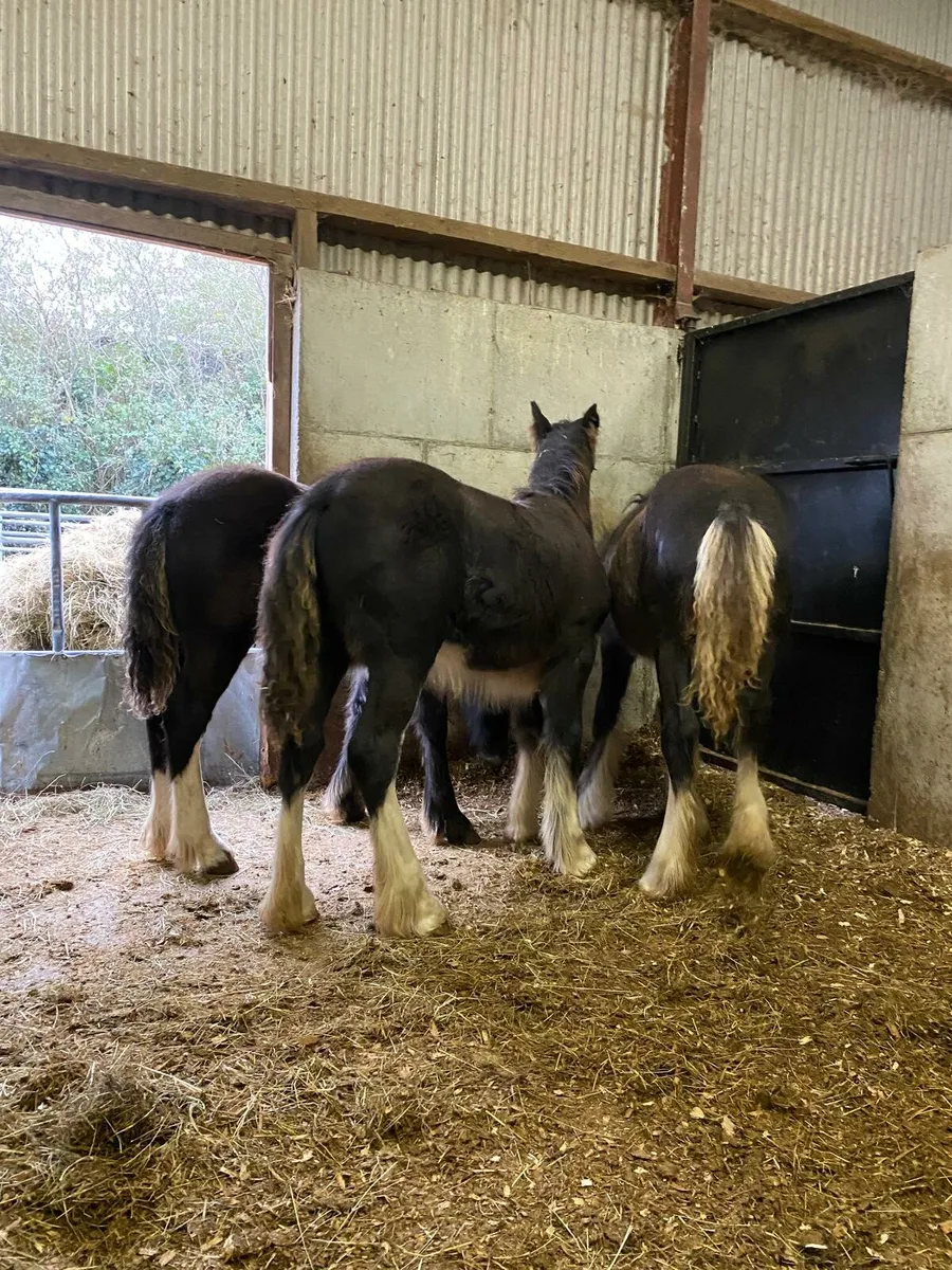 3 filly foals - Image 2