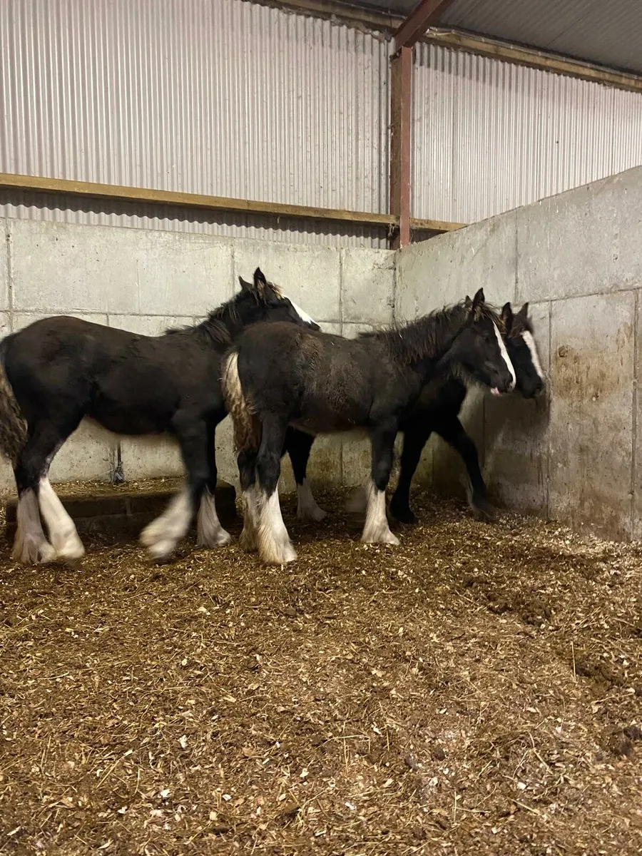 3 filly foals - Image 3