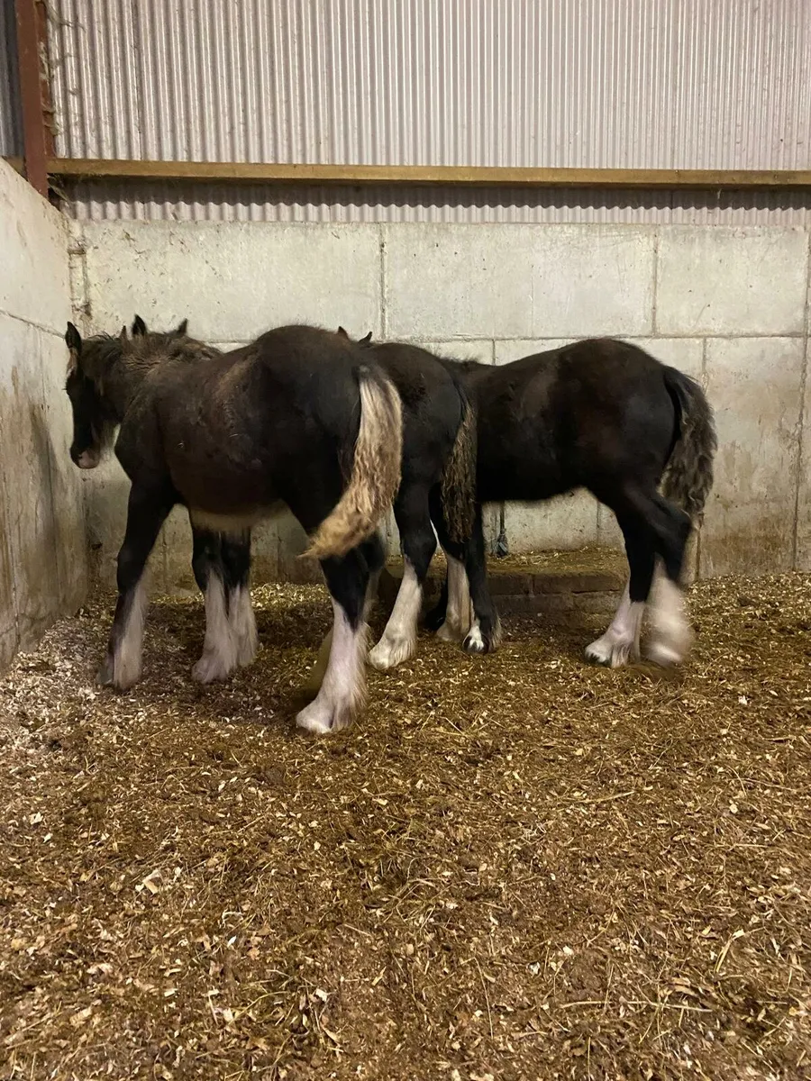 3 filly foals - Image 4