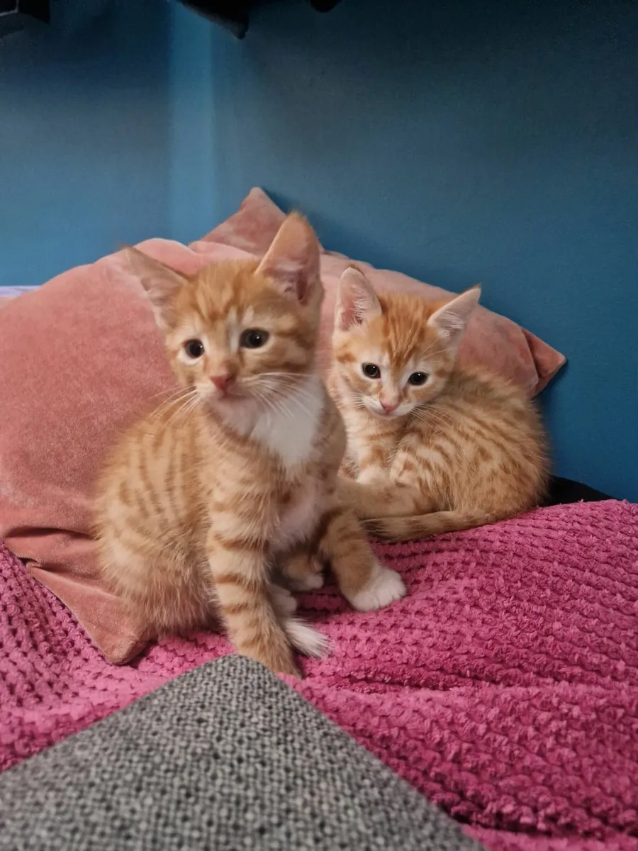Kittens - Image 1