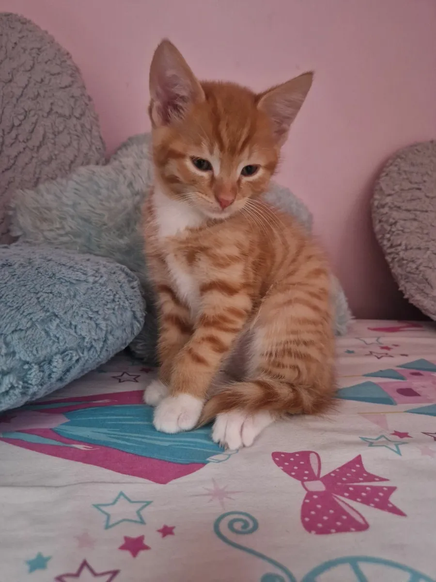 Kittens - Image 2