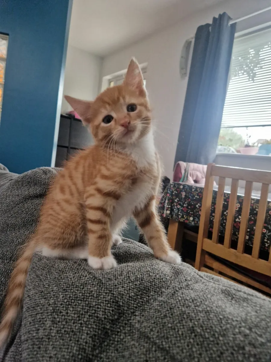 Kittens - Image 3