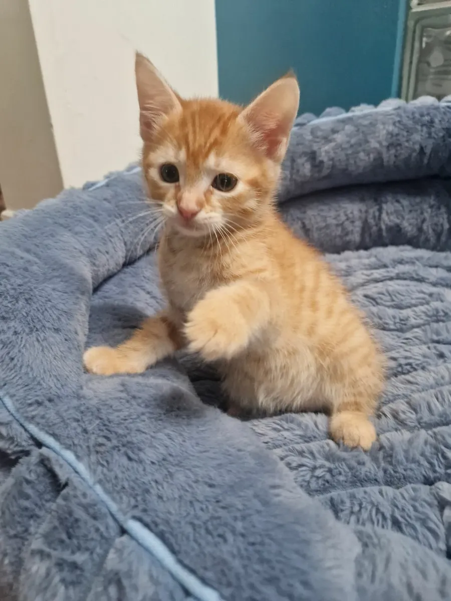 Kittens - Image 4
