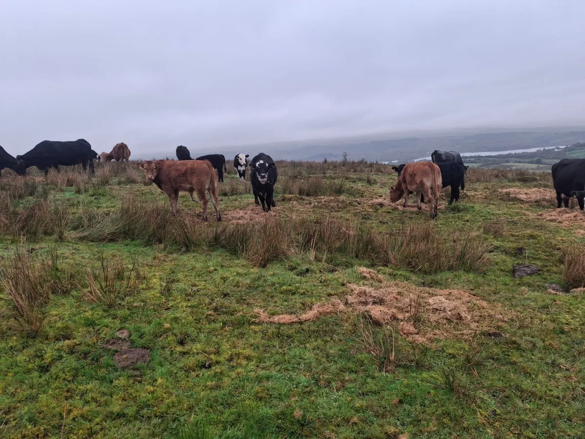 Mixture Of Calves - Image 2