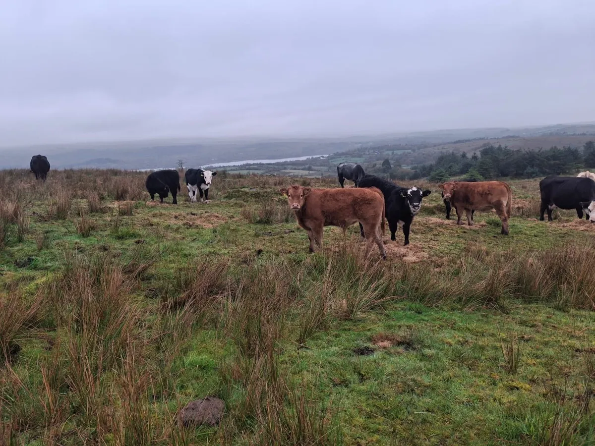 Mixture Of Calves - Image 3