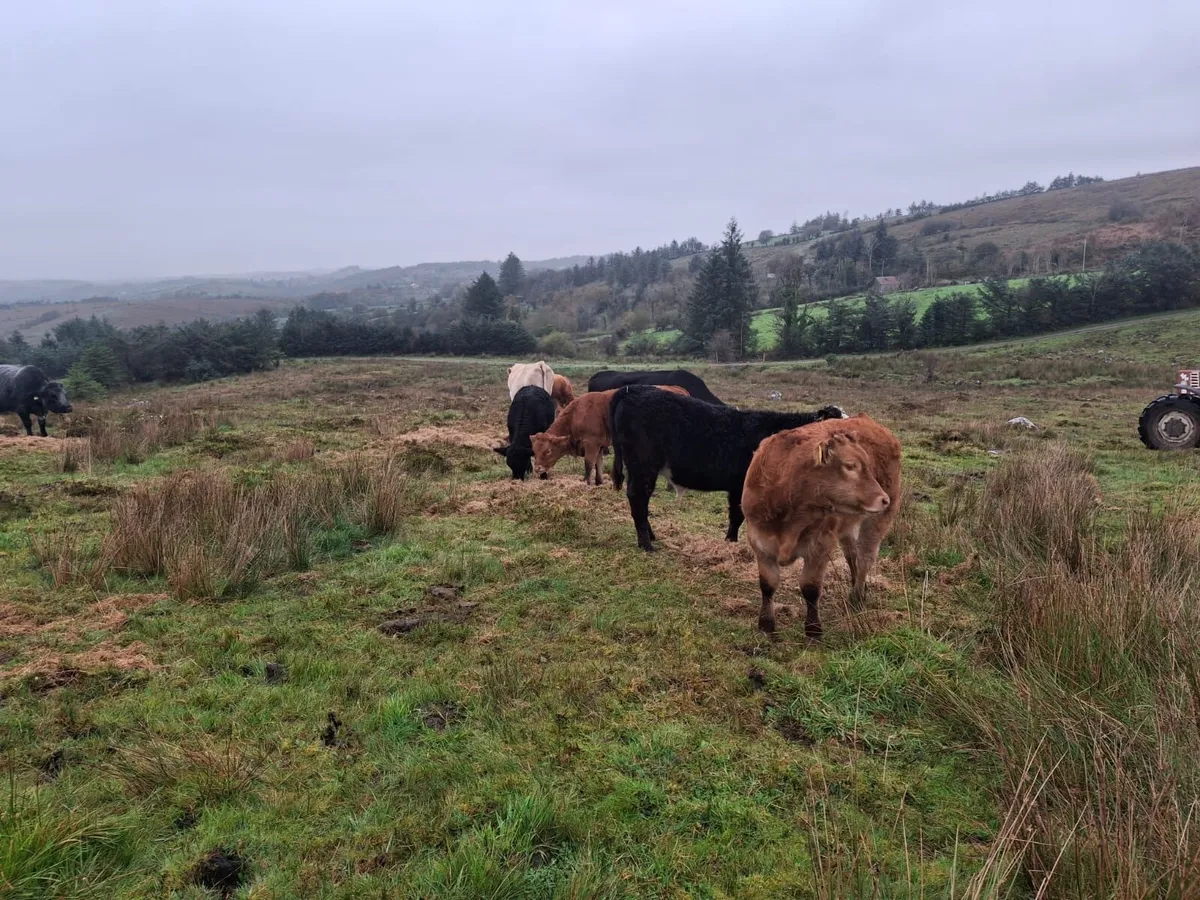 Mixture Of Calves - Image 1