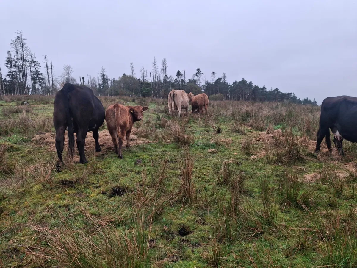 Mixture Of Calves - Image 4