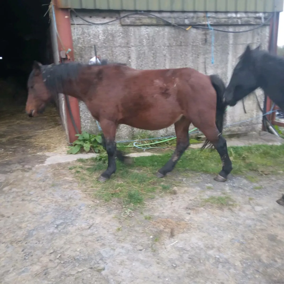 2 ponies - Image 1