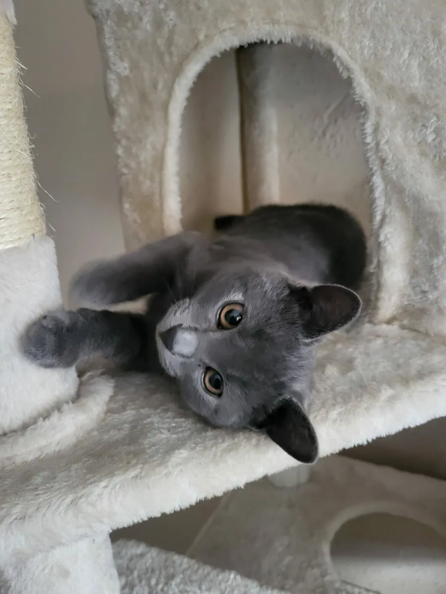 British cross kitten - Image 1