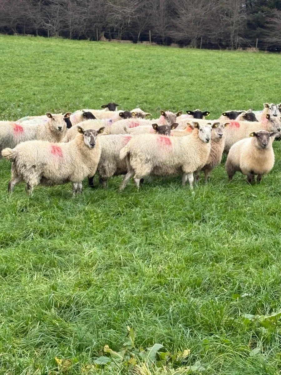 Ewe Lambs - Image 1