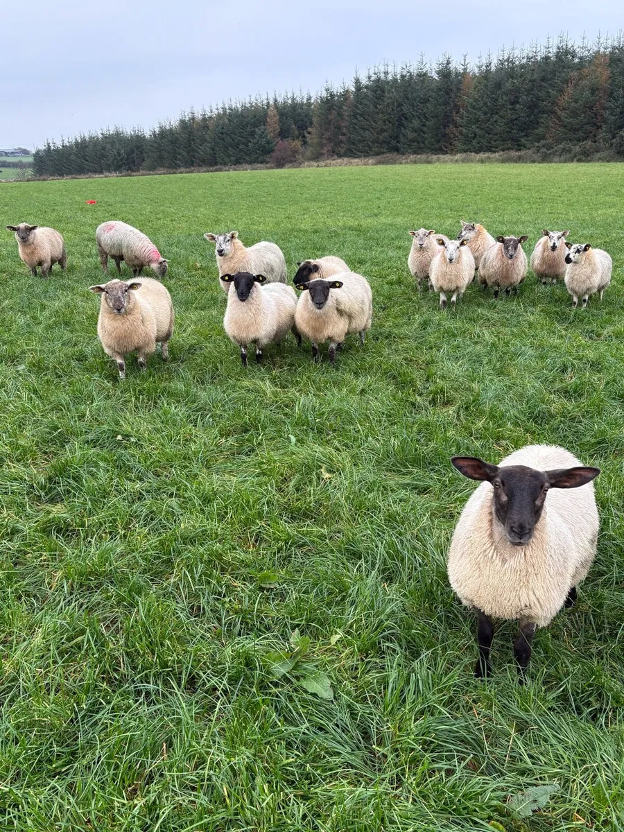 Ewe Lambs - Image 2