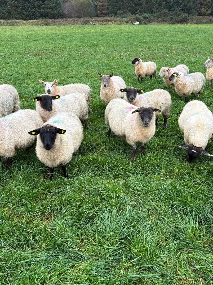 Ewe Lambs - Image 3