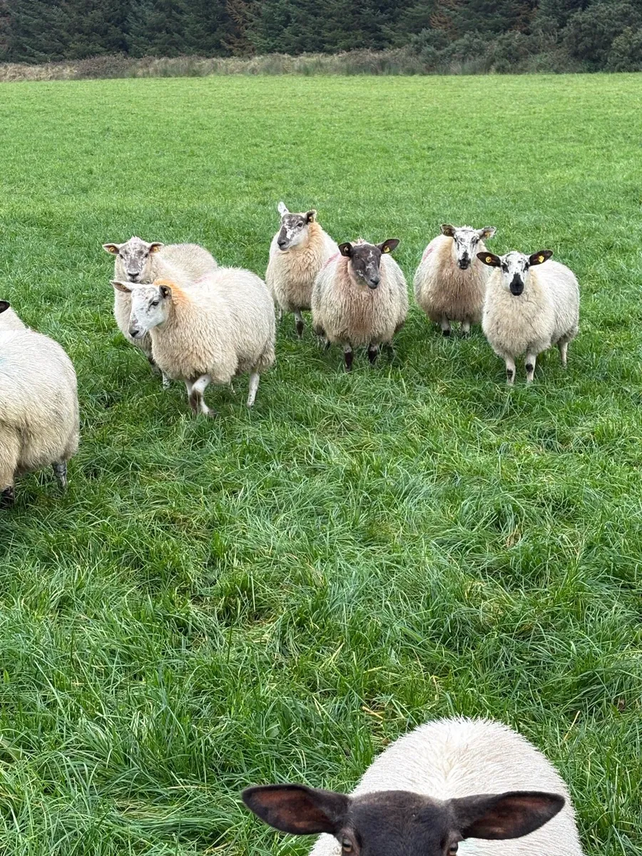 Ewe Lambs - Image 4