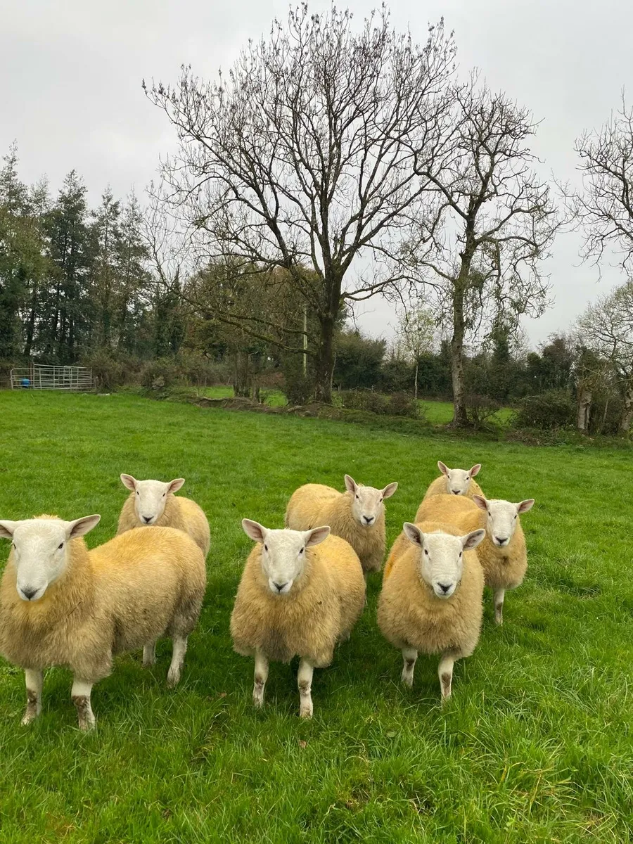 NORTH COUNTRY CHEVIOT RAM LAMBS - Image 1