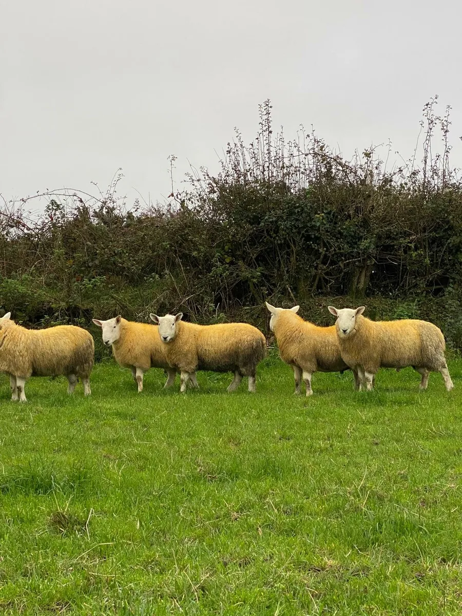 NORTH COUNTRY CHEVIOT RAM LAMBS - Image 2