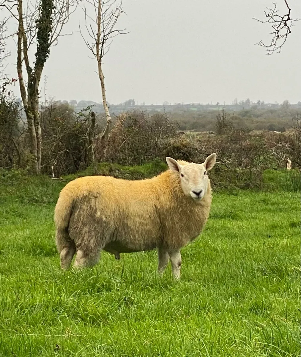 NORTH COUNTRY CHEVIOT RAM LAMBS - Image 3