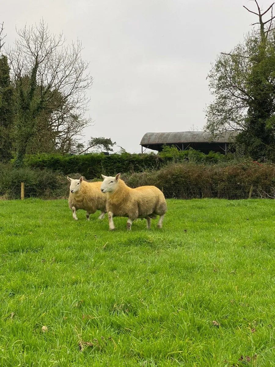 NORTH COUNTRY CHEVIOT RAM LAMBS - Image 4