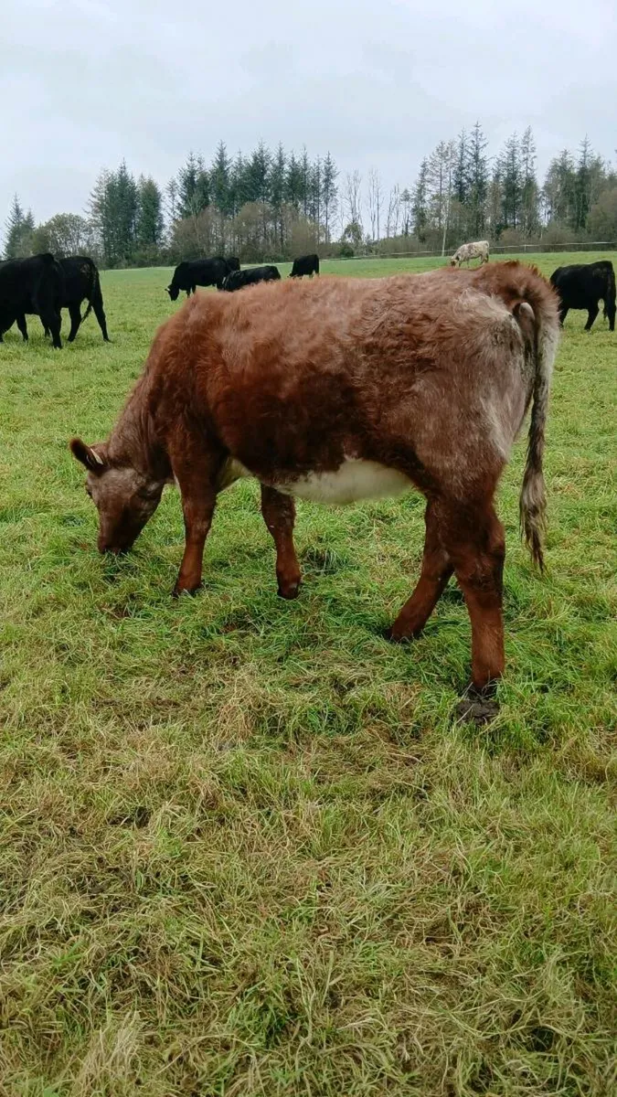 ROAN HEIFERS - Image 2