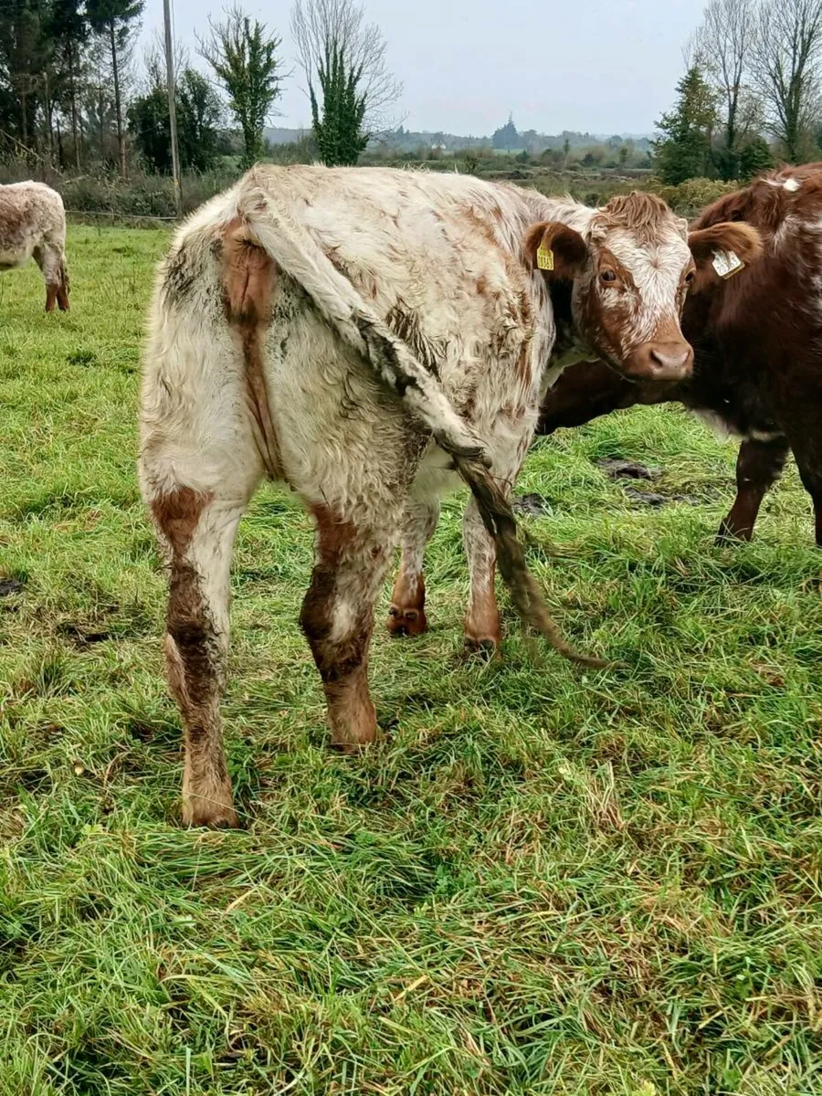 ROAN HEIFERS - Image 3