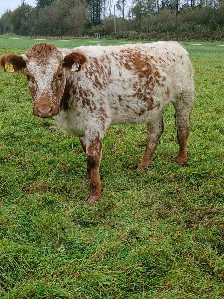 ROAN HEIFERS - Image 1