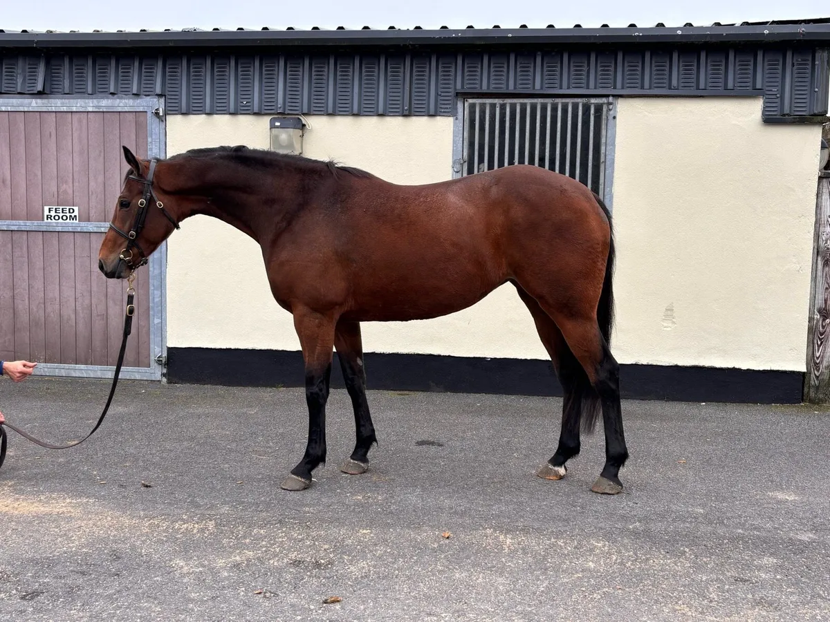 4 year old ISH mare - Image 1