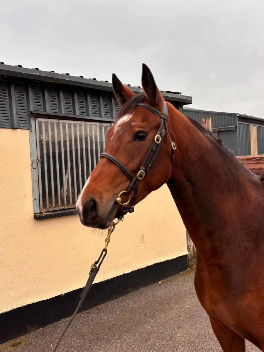 4 year old ISH mare - Image 2