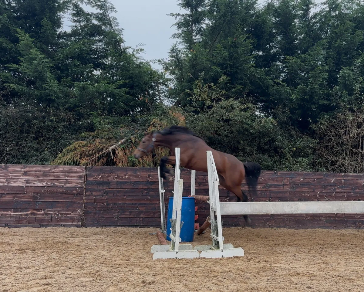 4 year old ISH mare - Image 3
