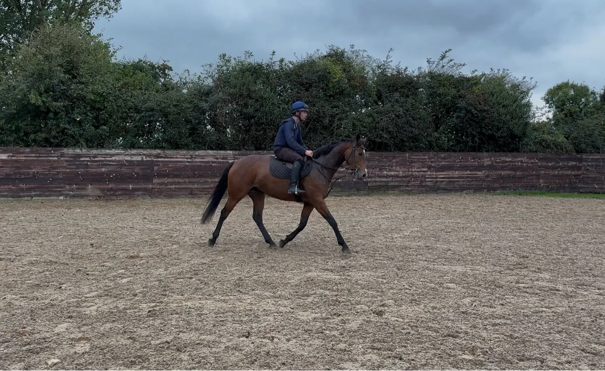 4 year old ISH mare - Image 4
