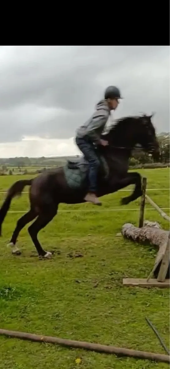 14.3 pony - Image 1
