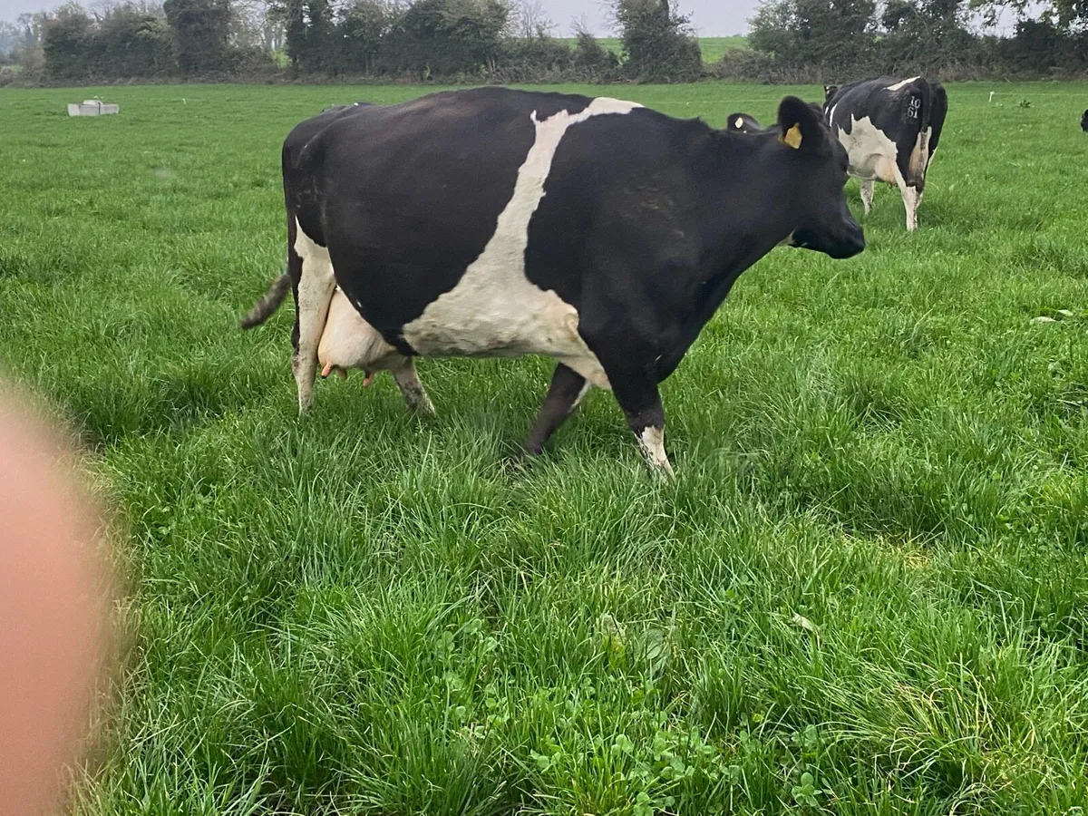 3 in calf cows for sale - Image 2