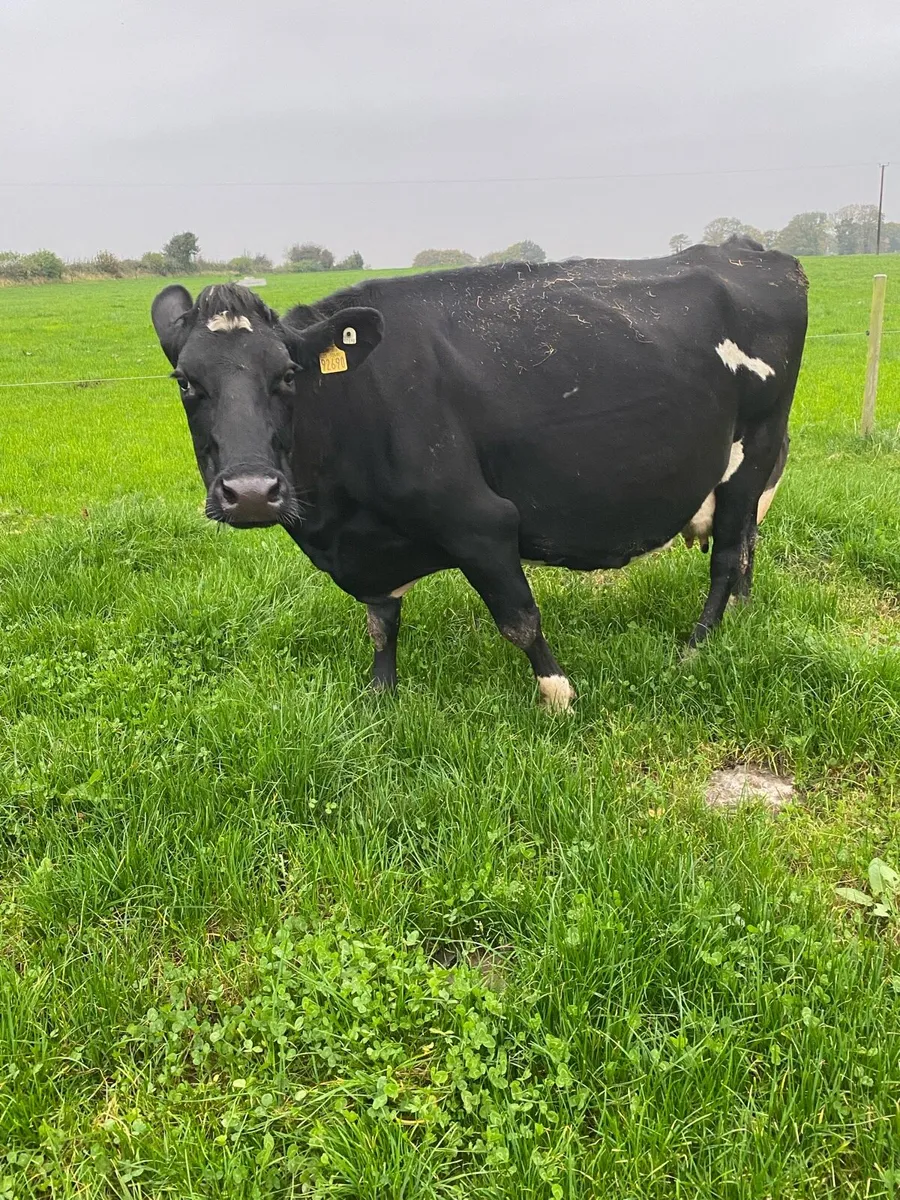 3 in calf cows for sale - Image 1