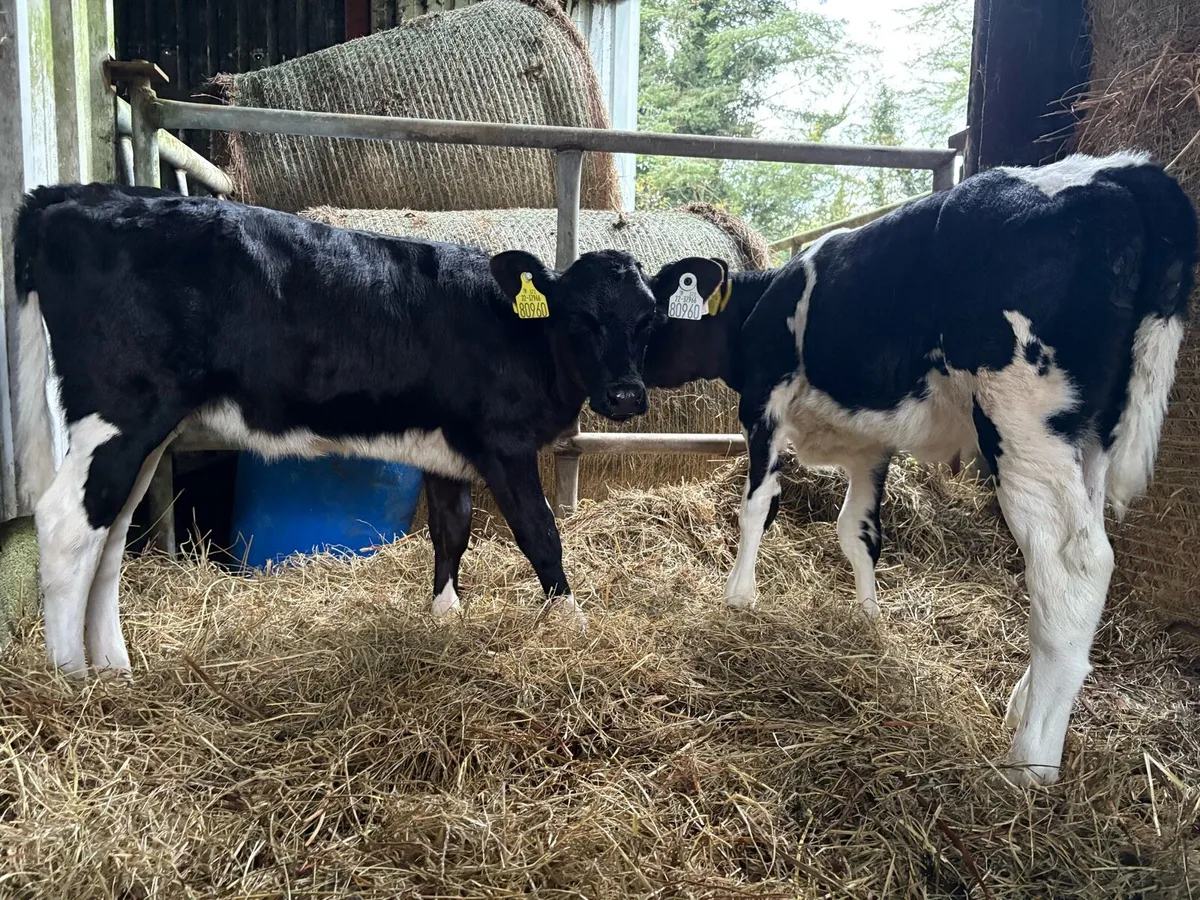 2 Homebred FR Heifer Calves - Image 1