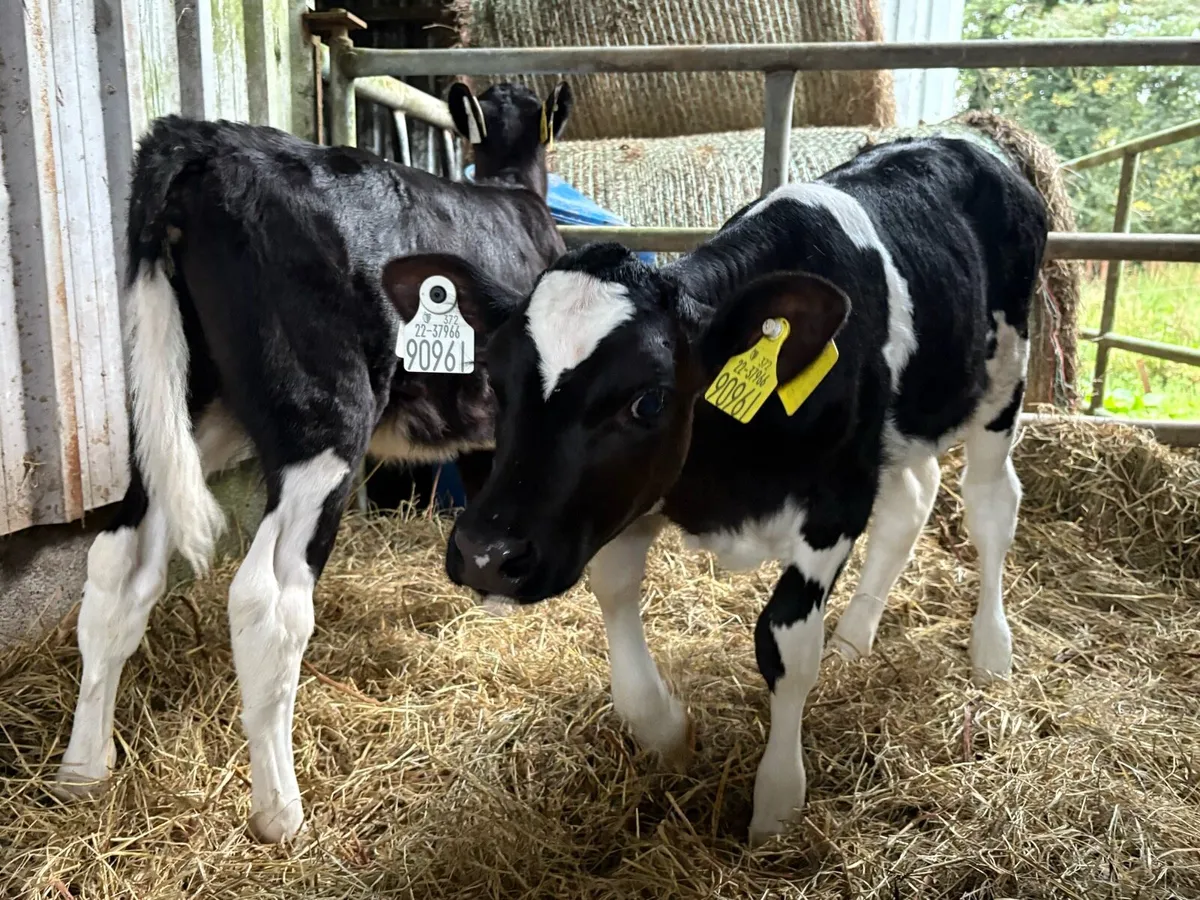 2 Homebred FR Heifer Calves - Image 2