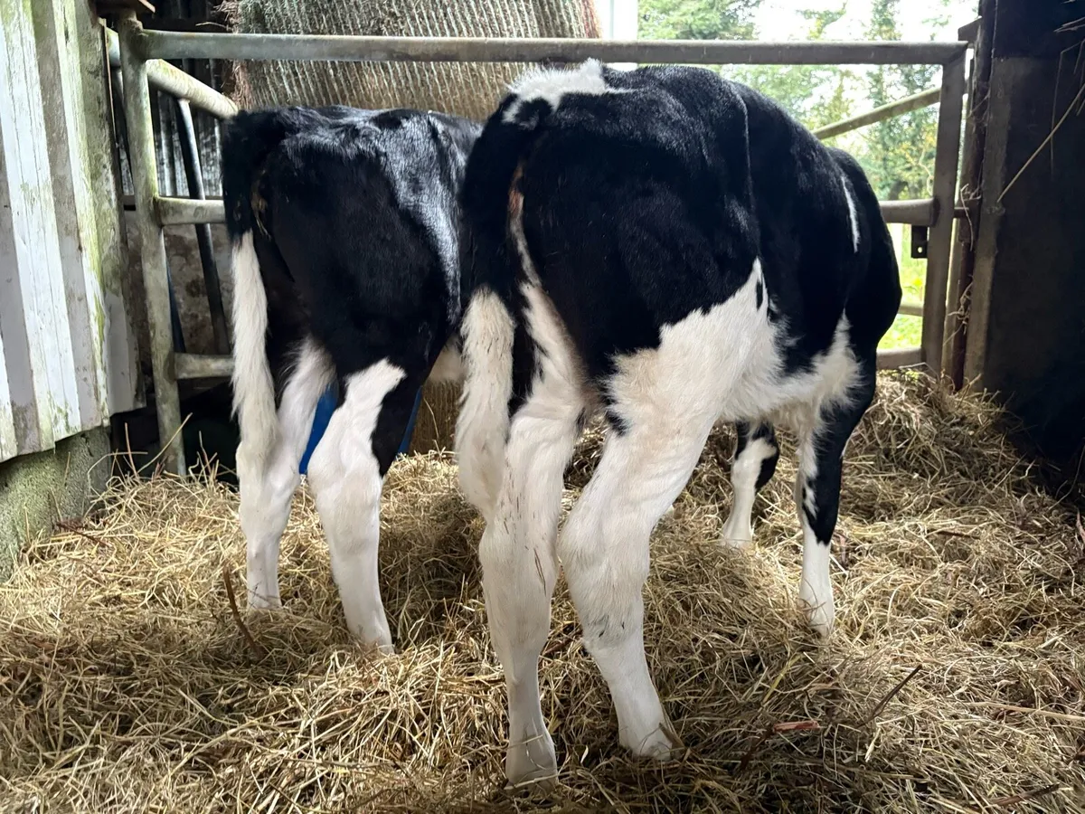 2 Homebred FR Heifer Calves - Image 3