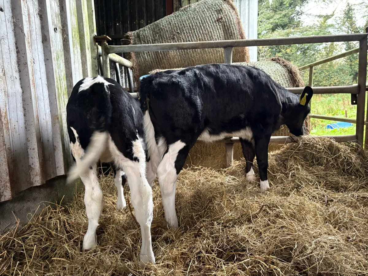 2 Homebred FR Heifer Calves - Image 4