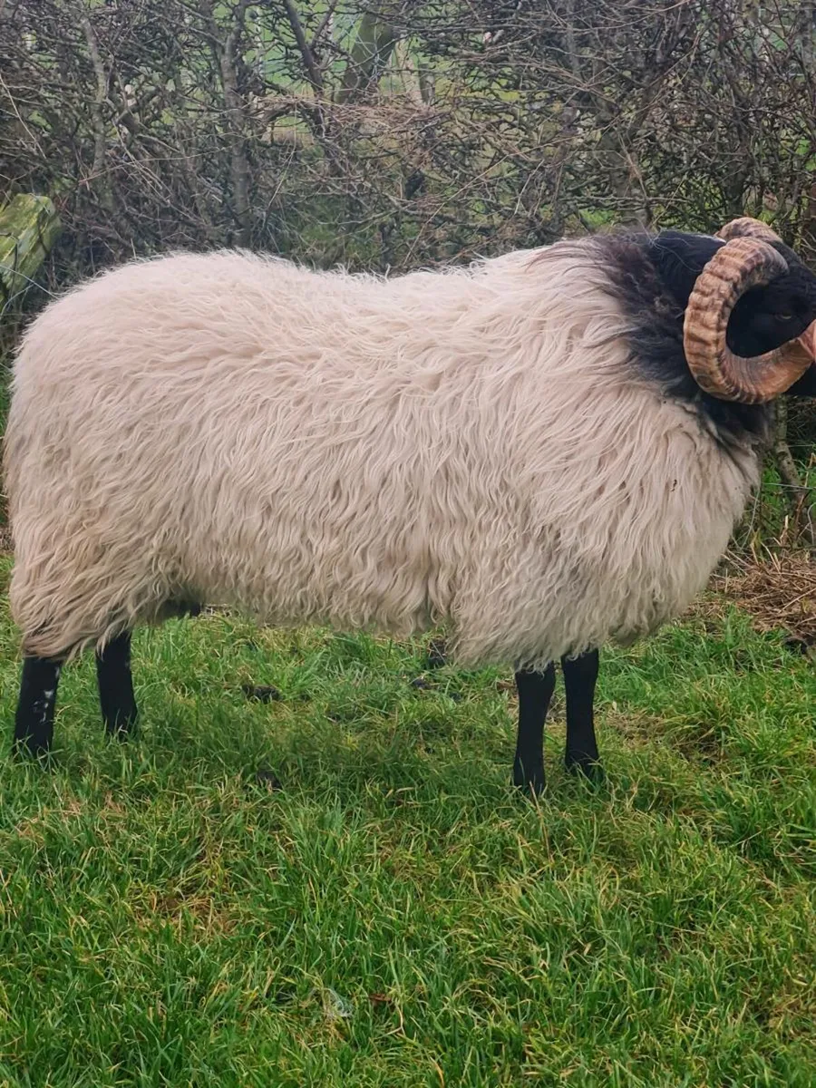 Hogget ram - Image 1