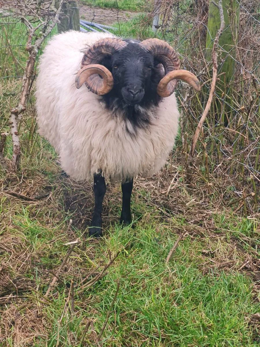 Hogget ram - Image 2
