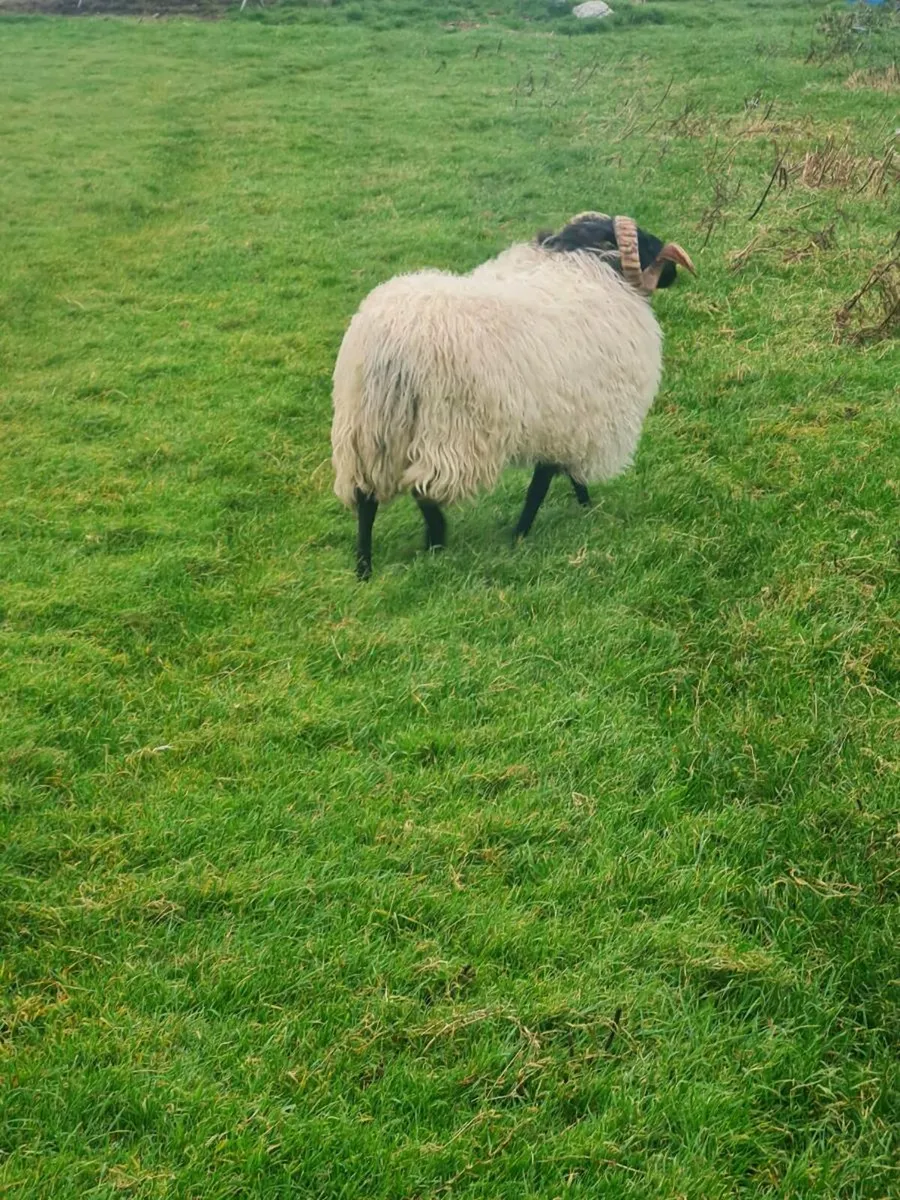 Hogget ram - Image 3