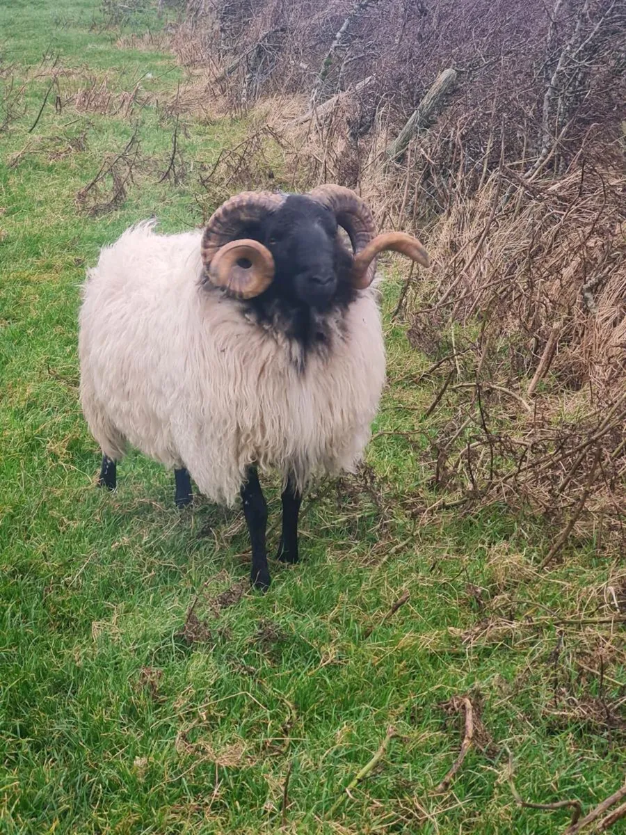 Hogget ram - Image 4