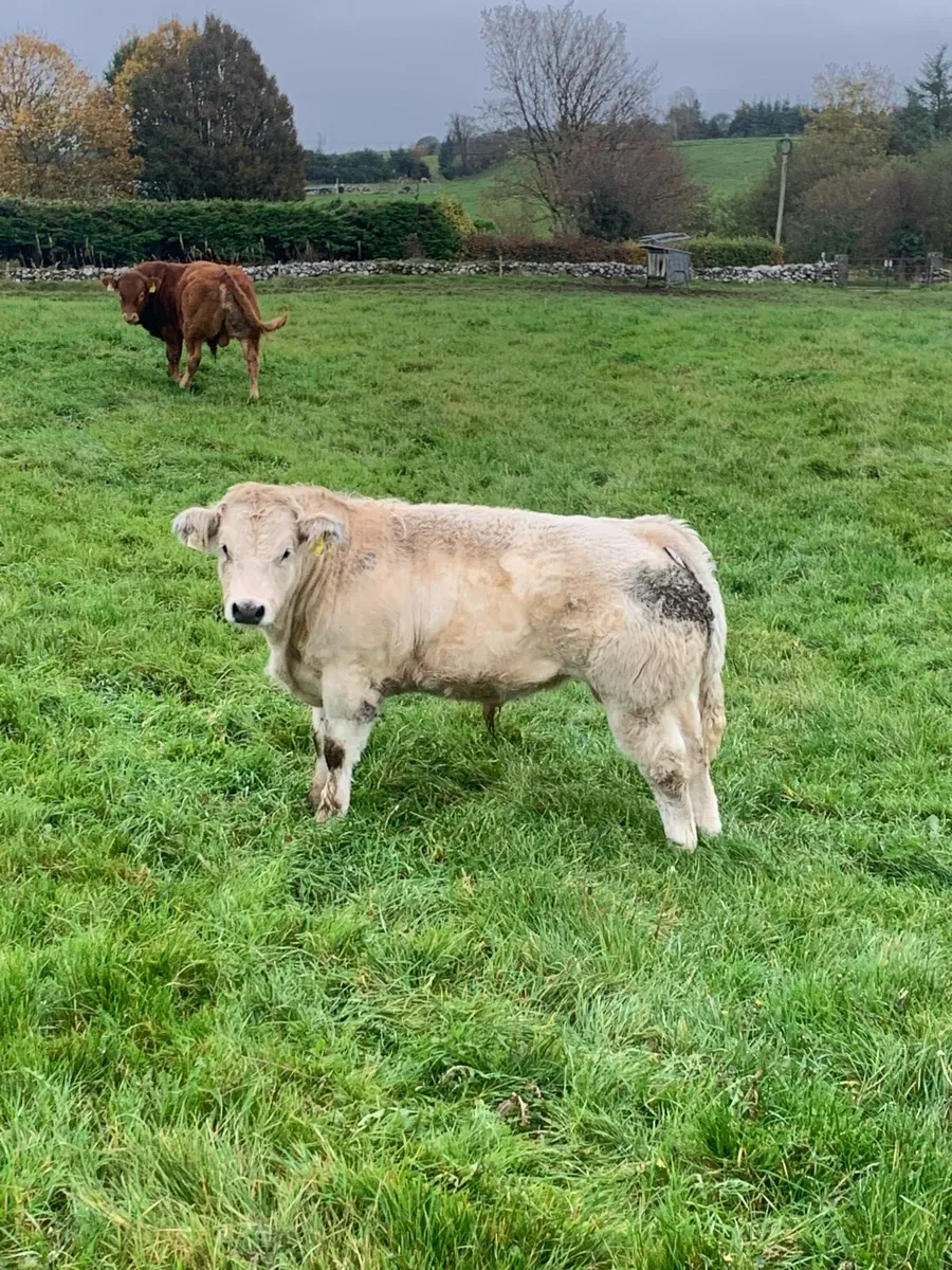2 Quality Bull Weanings - Image 1