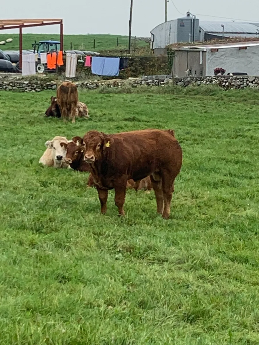 2 Quality Bull Weanings - Image 2