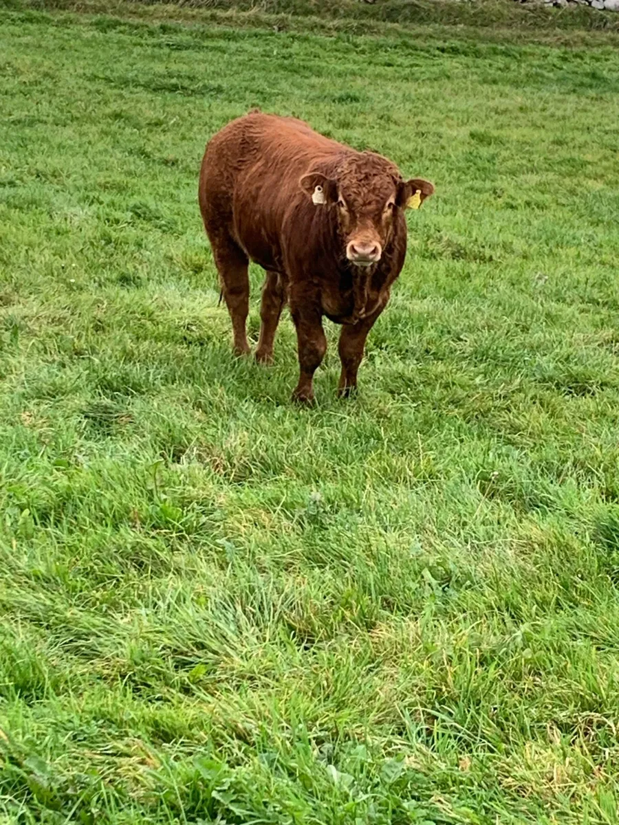 2 Quality Bull Weanings - Image 4
