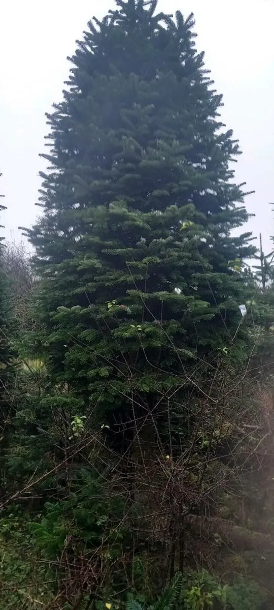 Christmas trees - Image 2
