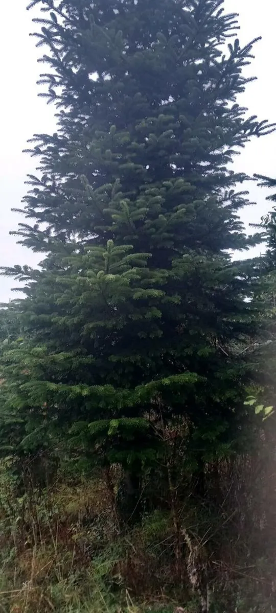 Christmas trees - Image 3