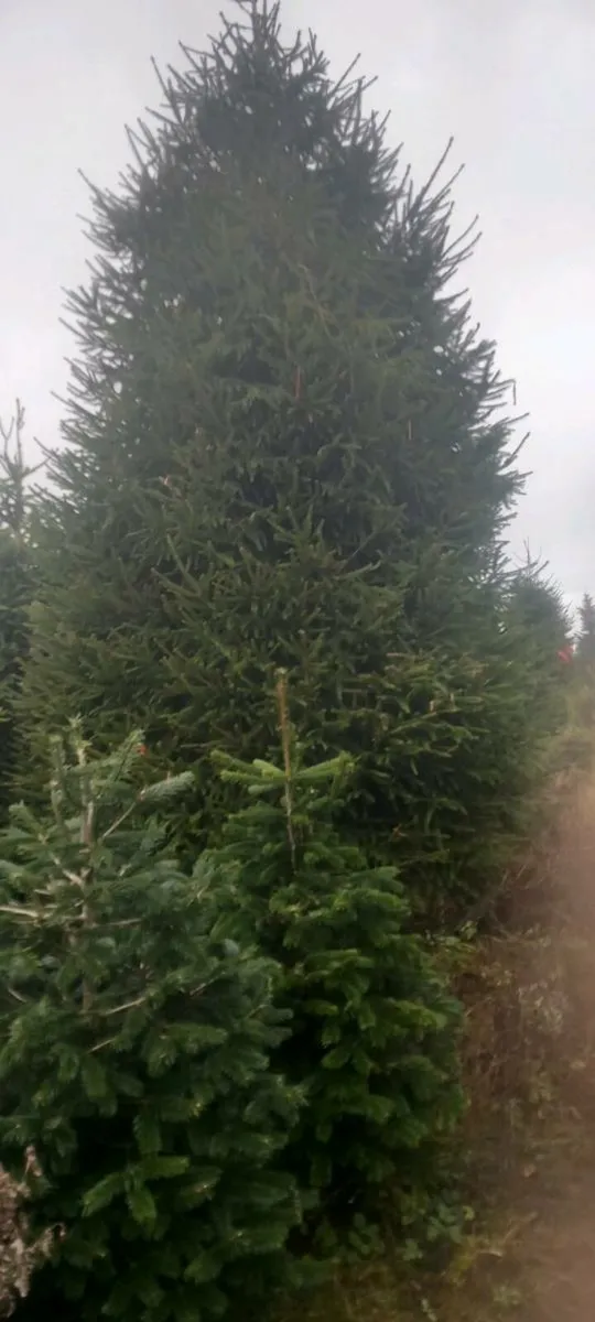 Christmas trees - Image 4