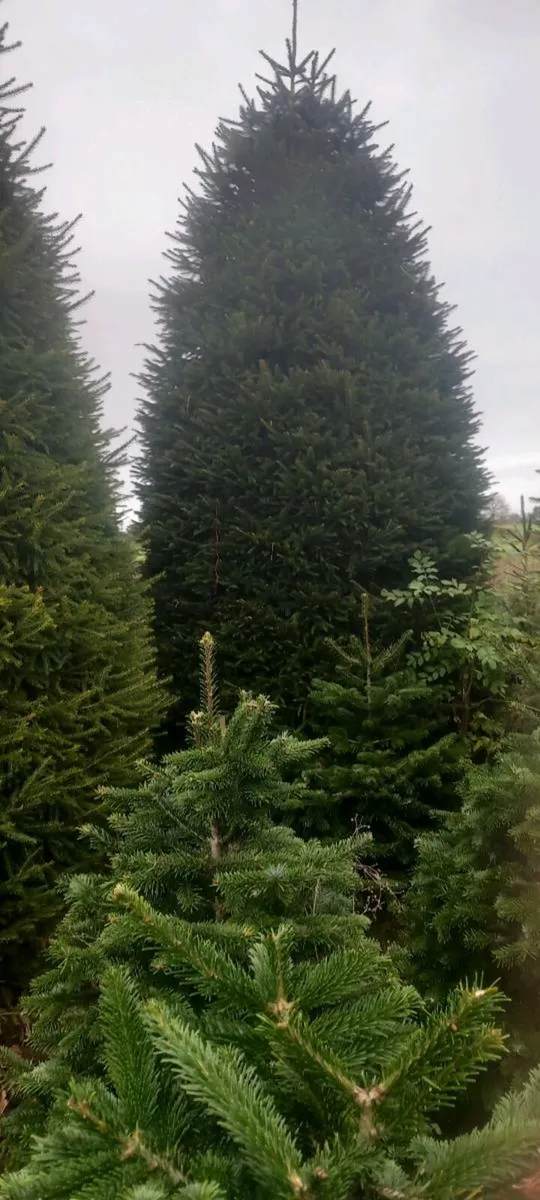 Christmas trees - Image 1