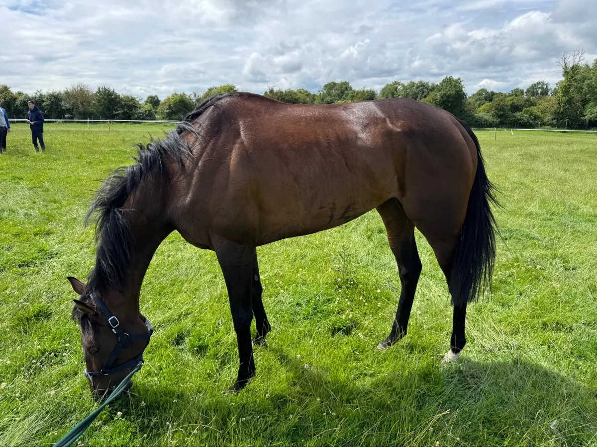 4 yr old Filly by Calyx - Image 2