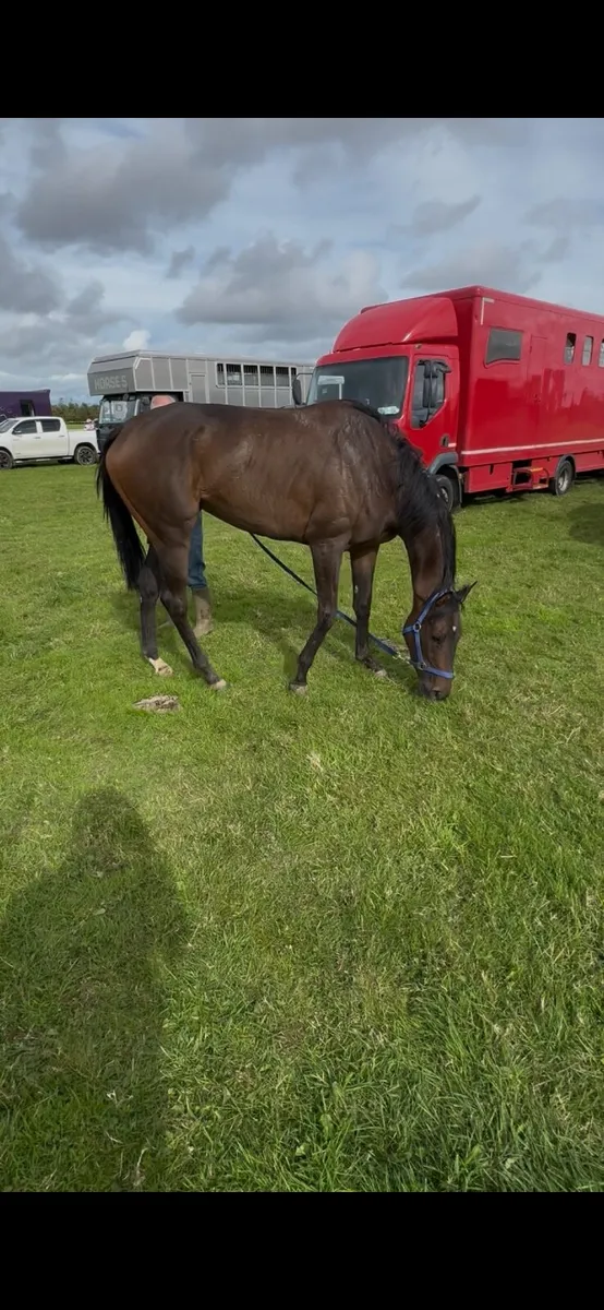 4 yr old Filly by Calyx - Image 3